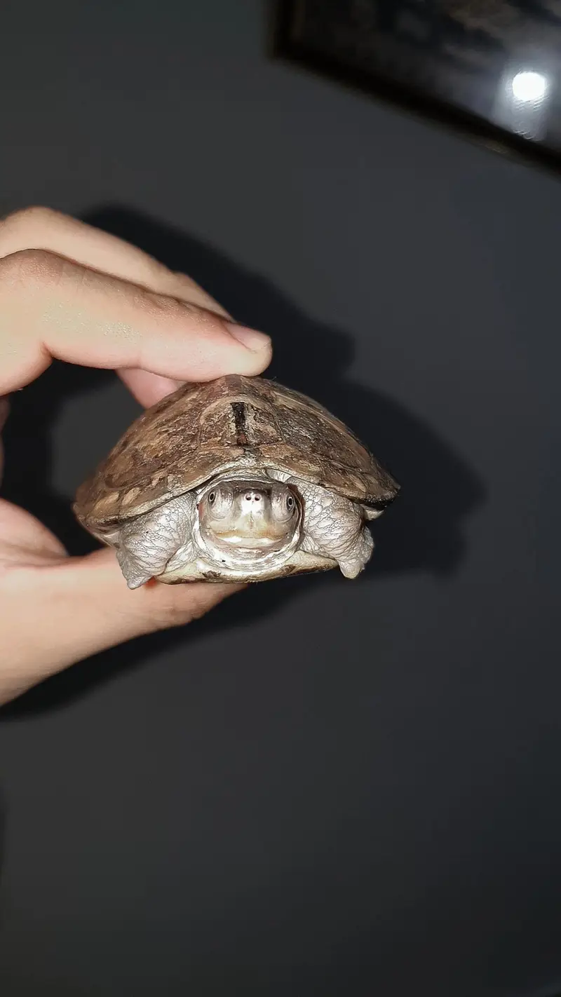 Turtle — photo 2