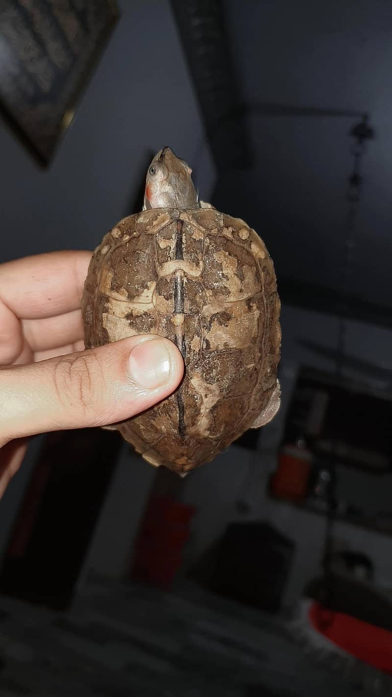 Turtle 2