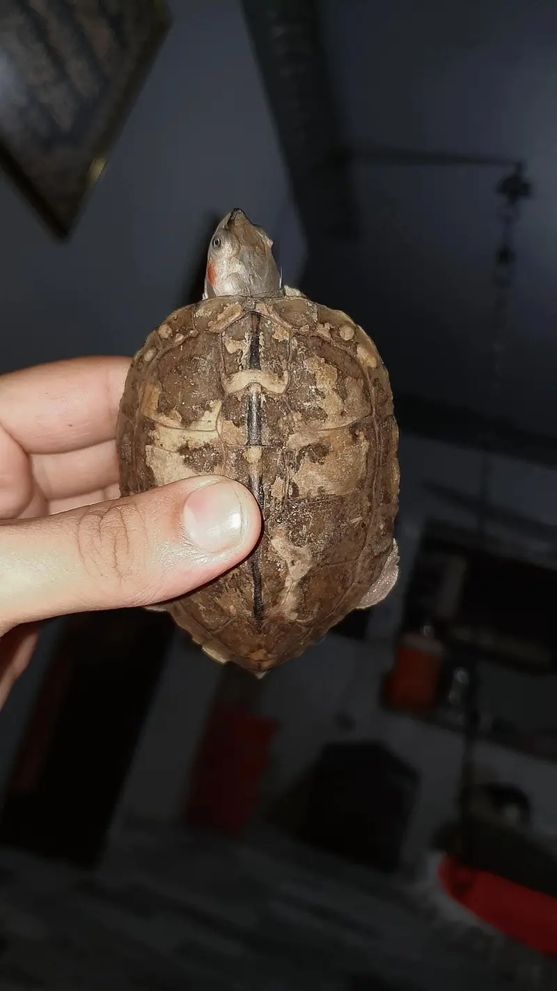 Turtle — photo 3