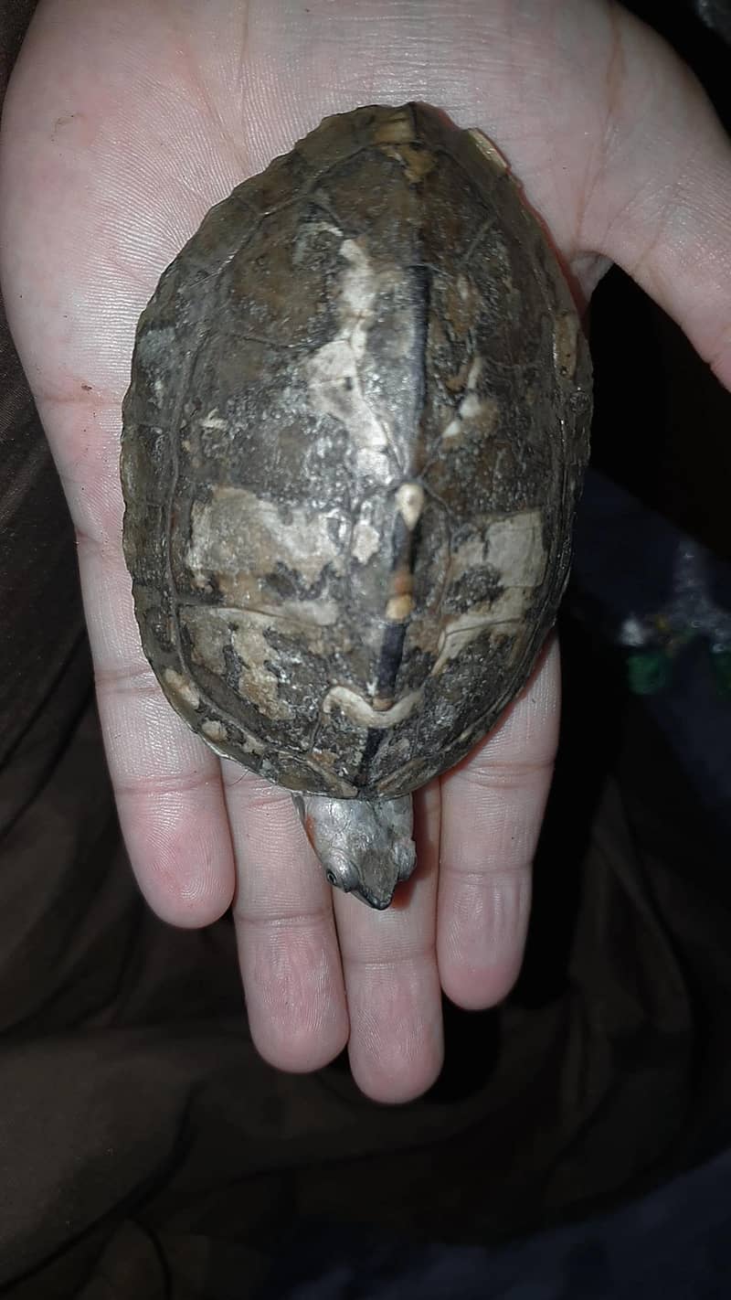 Turtle 3