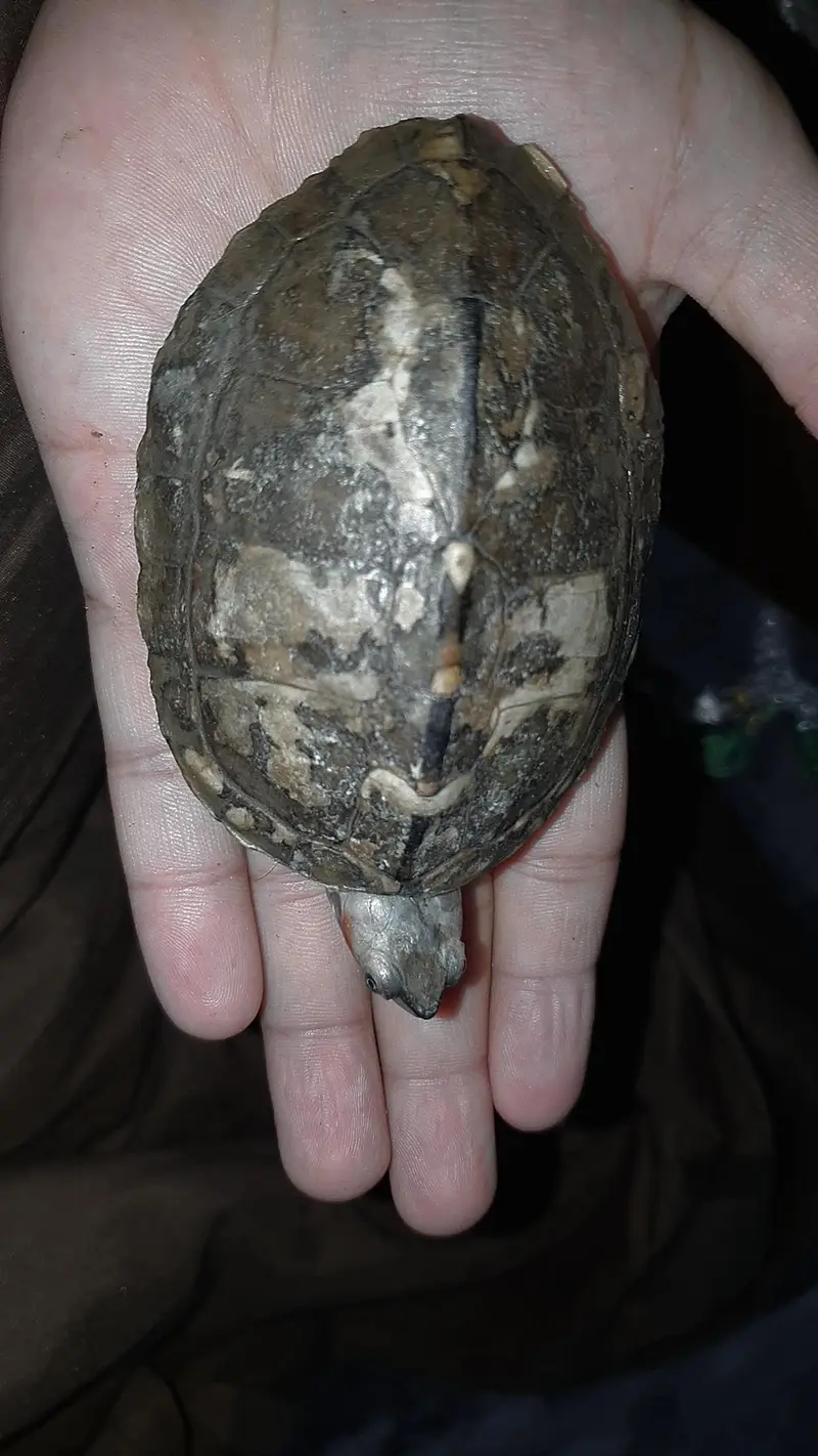 Turtle — photo 4