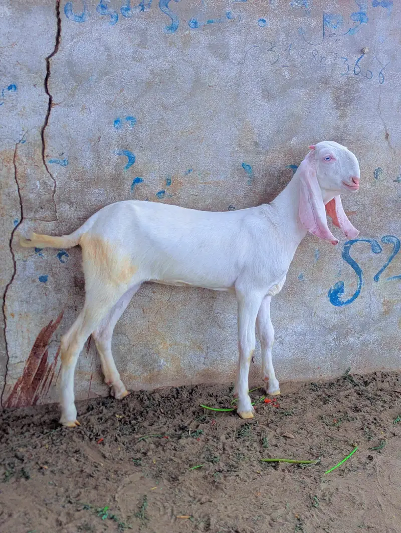 Gulabi Abluk kids — photo 2