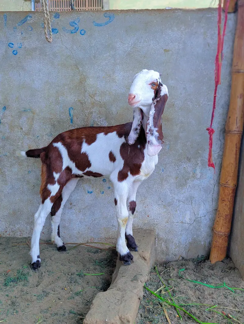 Gulabi Abluk kids — photo 3