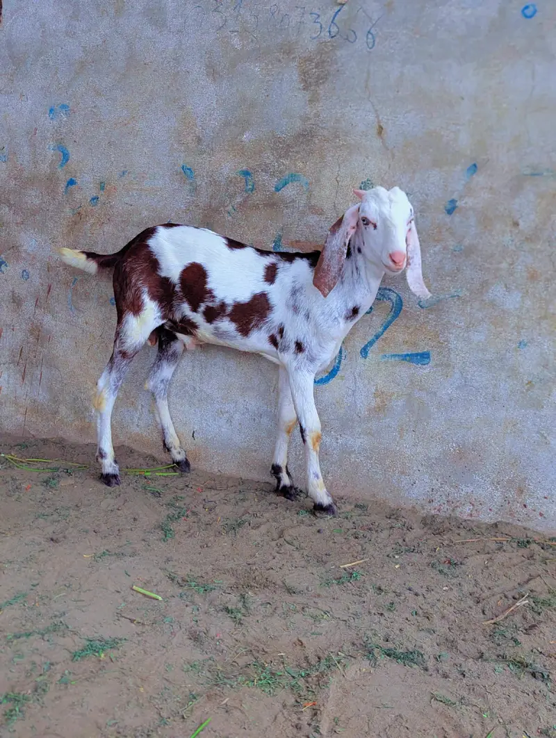 Gulabi Abluk kids — photo 4
