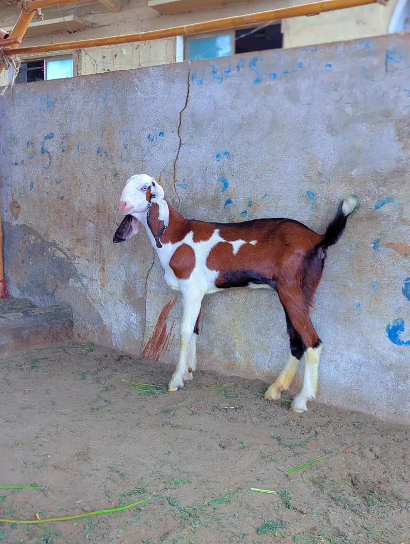 Gulabi Abluk kids — photo 5