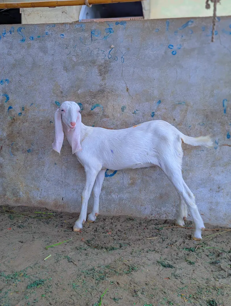 Gulabi Abluk kids — photo 6
