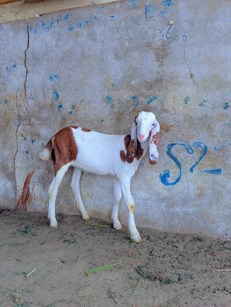 Gulabi Abluk kids — photo 7