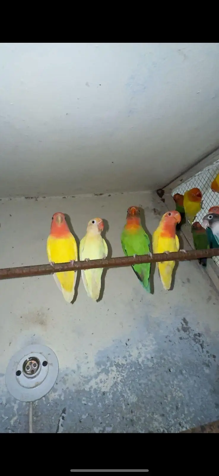 lovebirds — photo 2