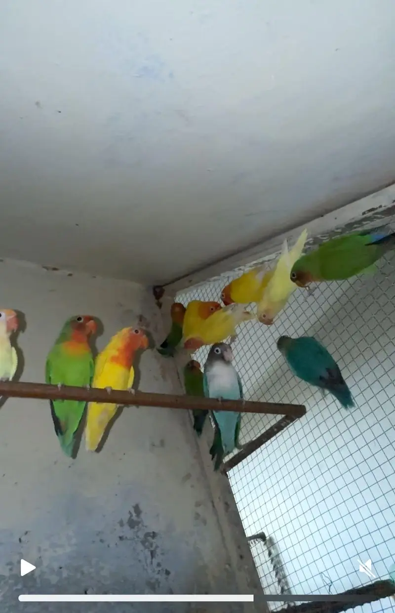 lovebirds — photo 3