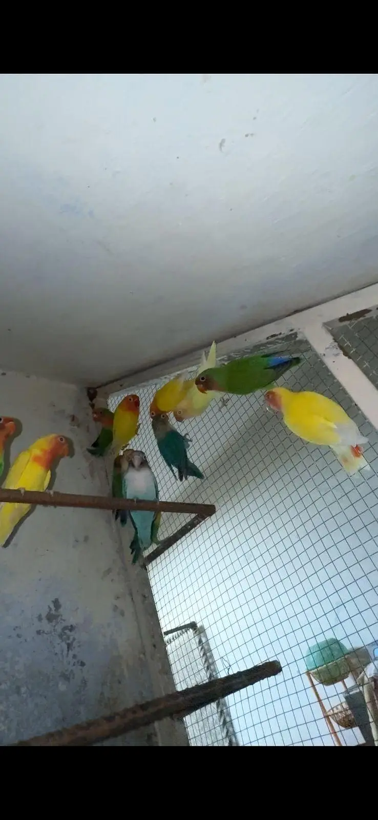 lovebirds — photo 4