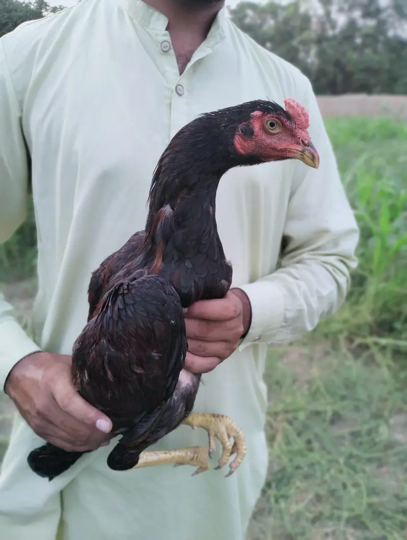 Assel patha for sale con#03034947964 only call — photo 3