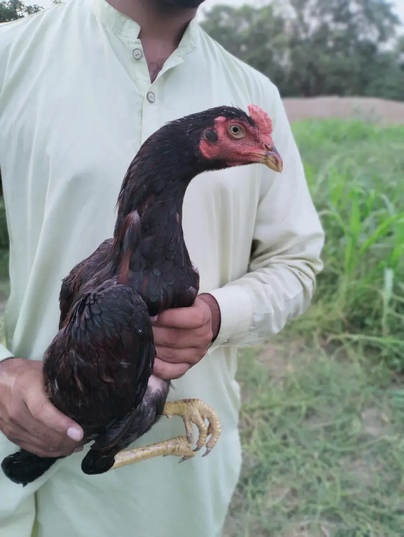 Assel patha for sale con#03034947964 only call — photo 4
