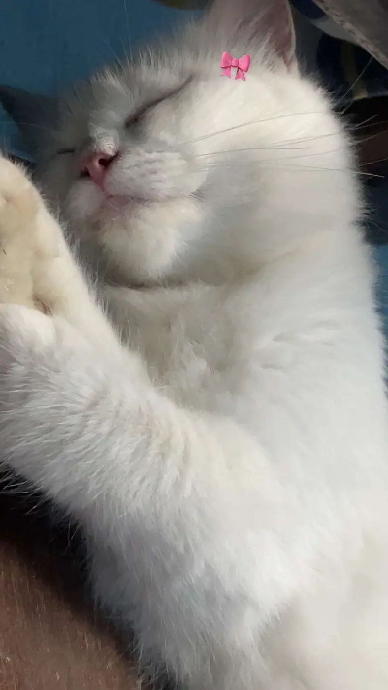 White Persian kitten — photo 2
