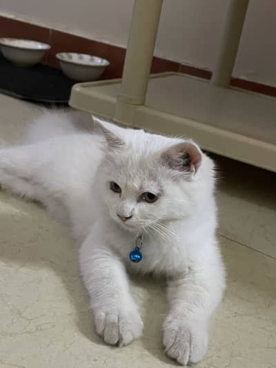 White Persian kitten