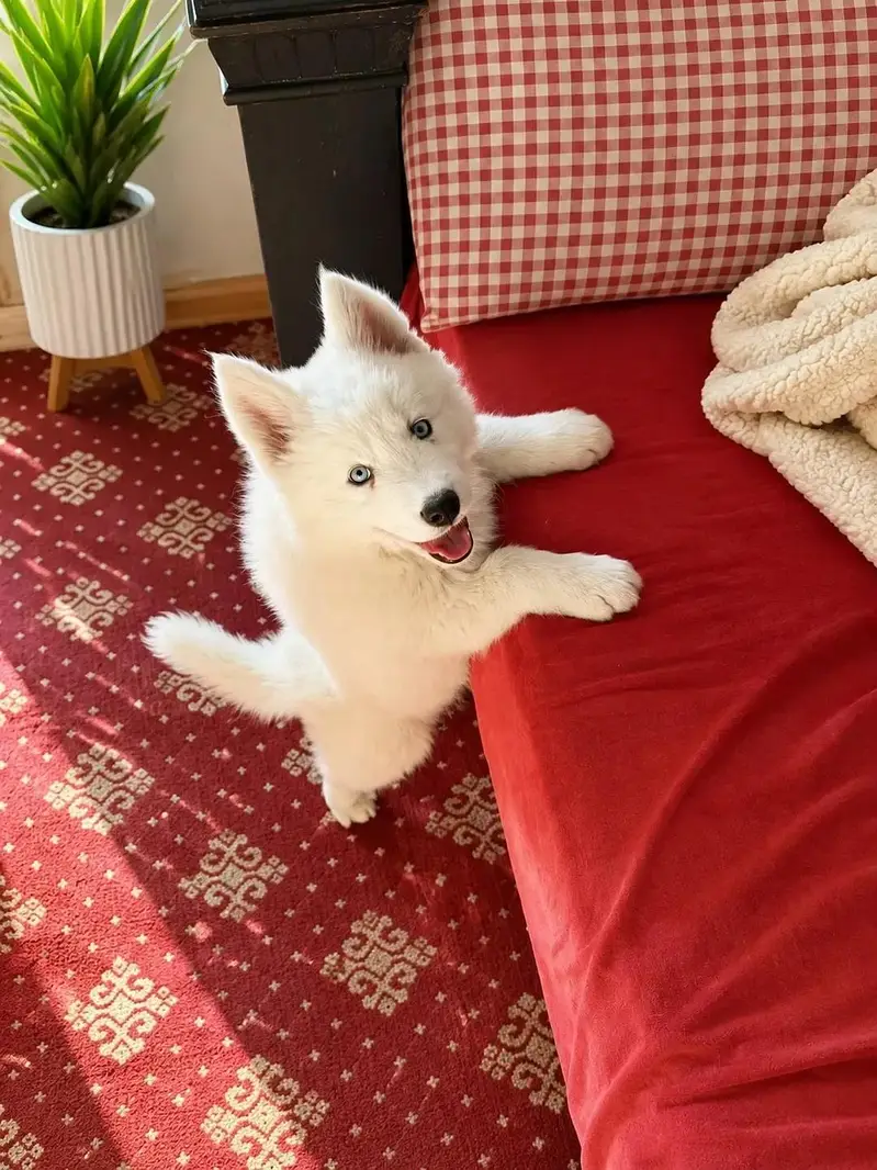 husky puppy dog for sale — photo 2