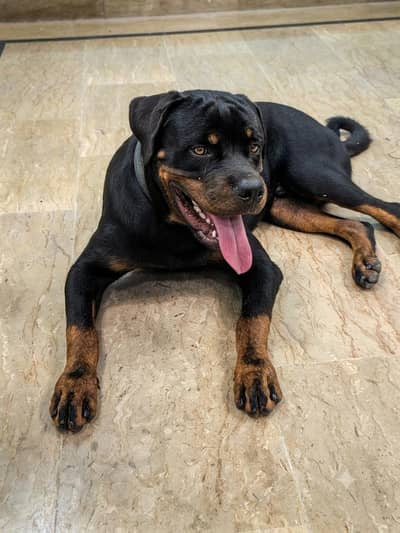 PKC Registered Purebred Rottweiler Male - Champion Lineage