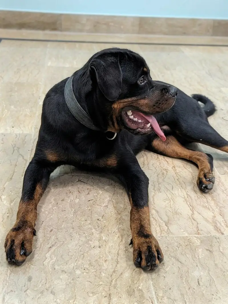 PKC Registered Purebred Rottweiler Male - Champion Lineage — photo 2