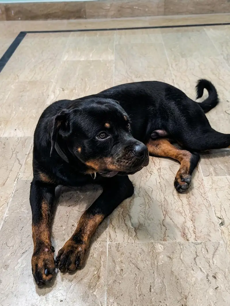 PKC Registered Purebred Rottweiler Male - Champion Lineage — photo 3