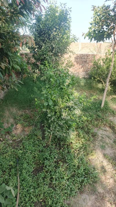 citrus plants for orchard