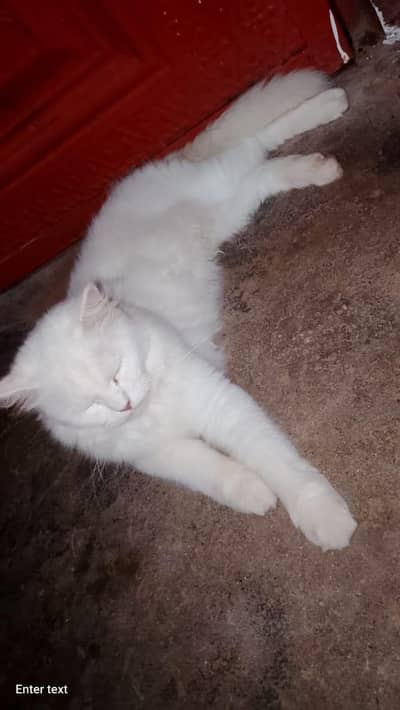 cat whait