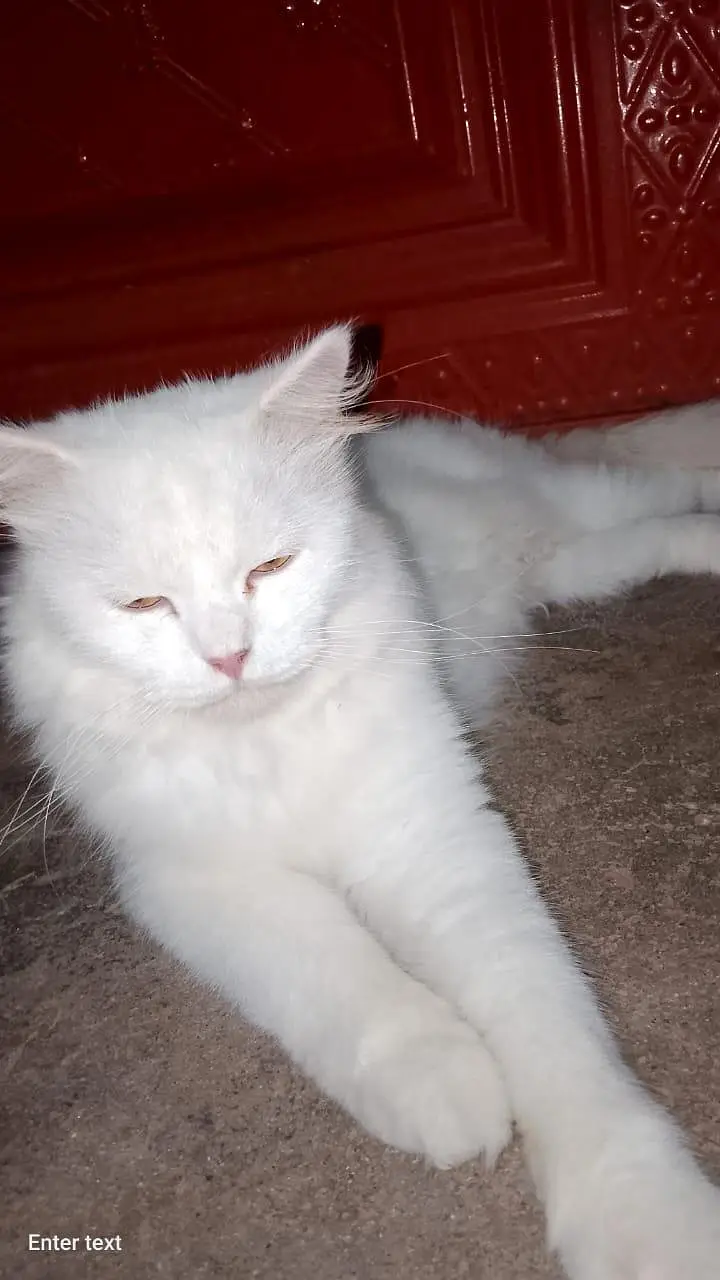 cat whait — photo 2