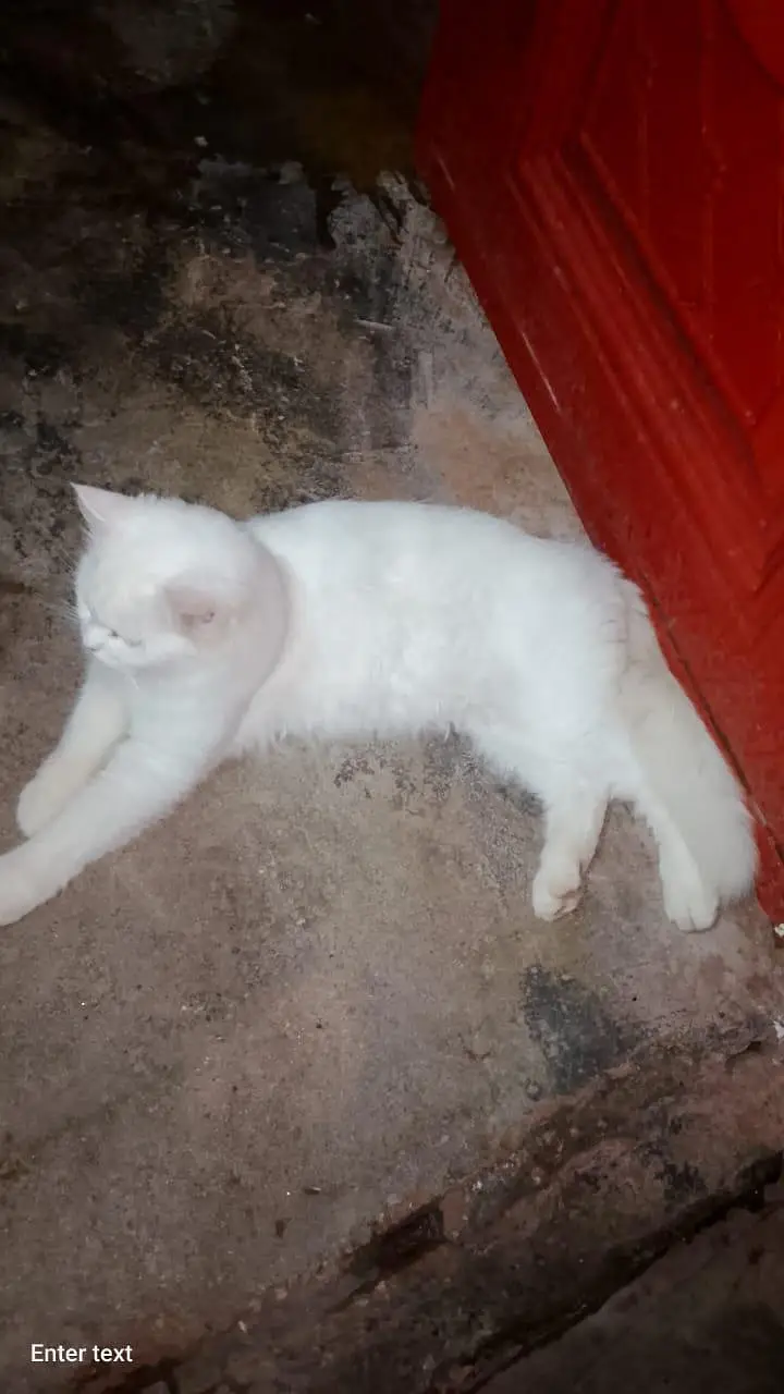 cat whait — photo 3