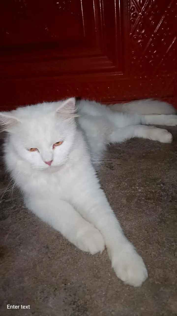 cat whait — photo 4