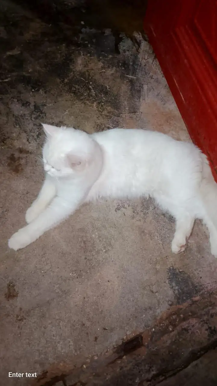 cat whait — photo 5