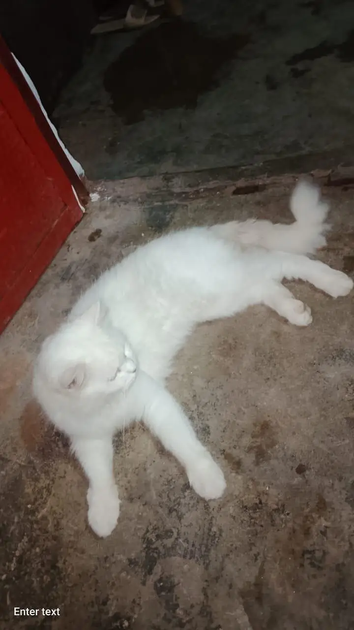 cat whait — photo 6