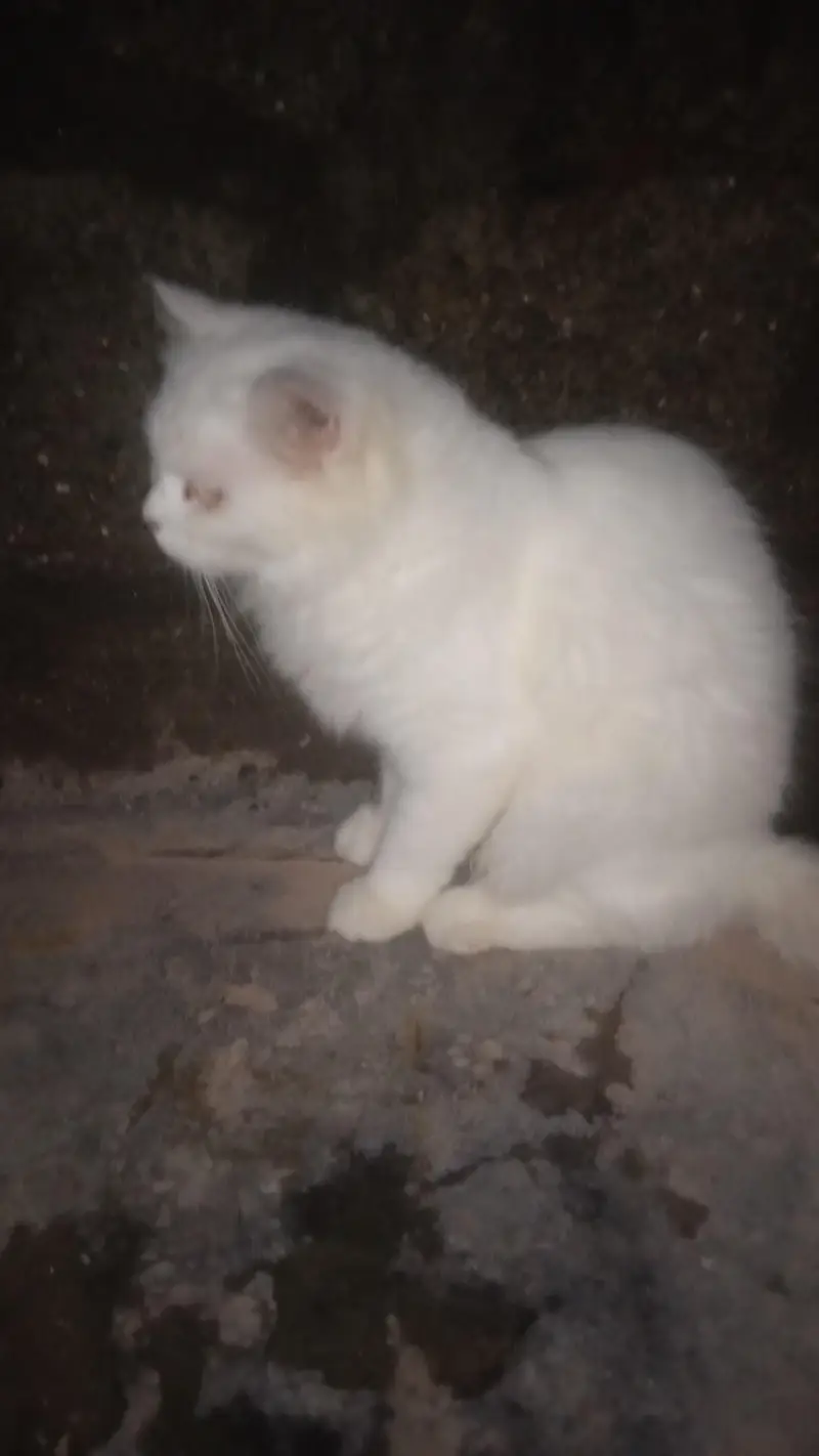 cat whait — photo 7