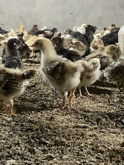 Golden misri chicks