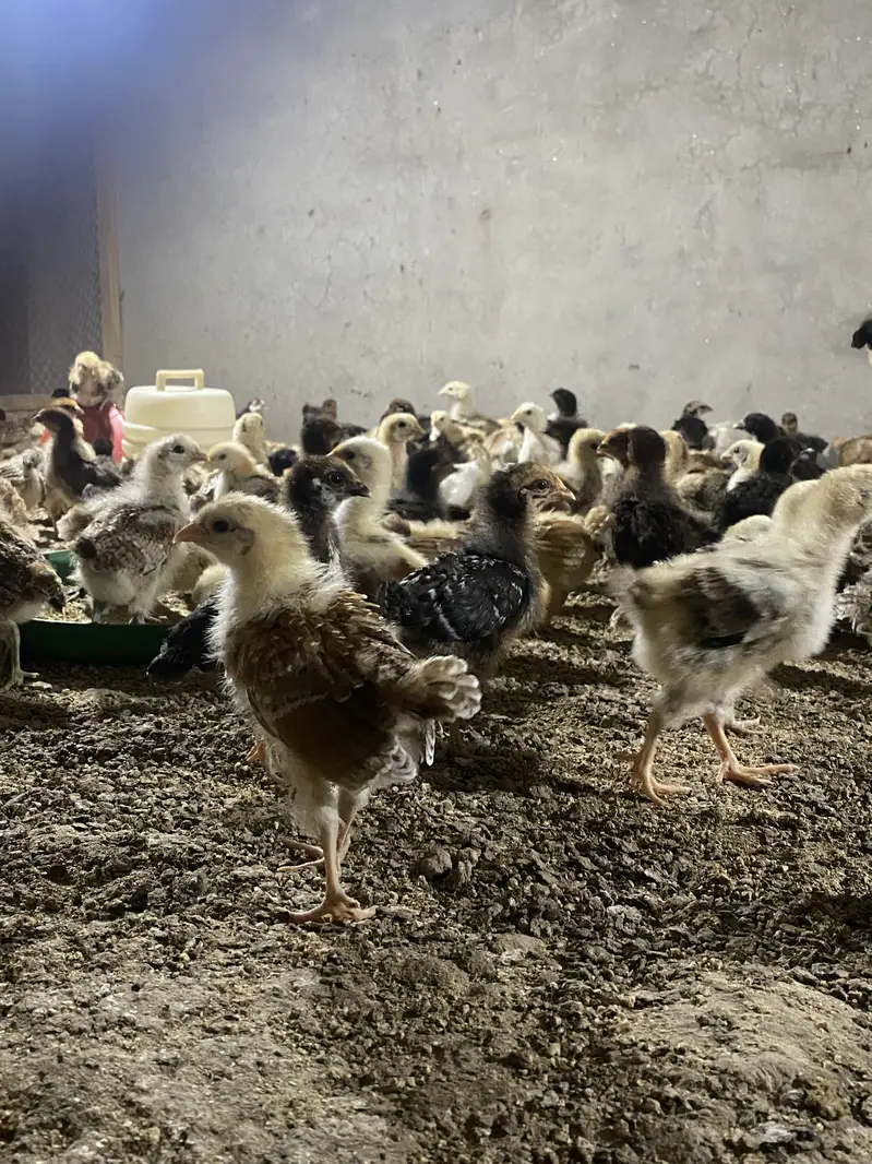 Golden misri chicks — photo 2