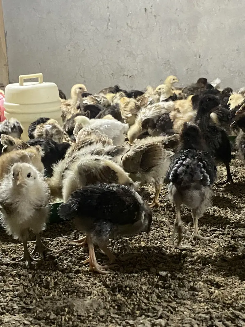 Golden misri chicks — photo 3