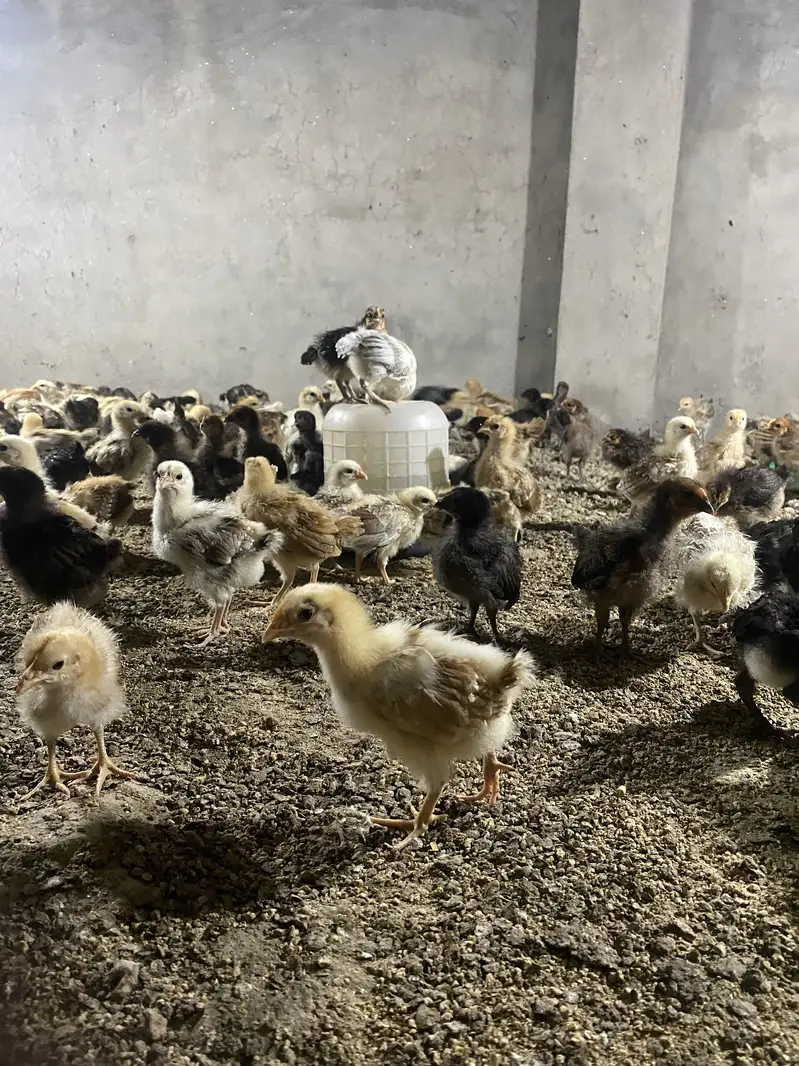 Golden misri chicks — photo 4