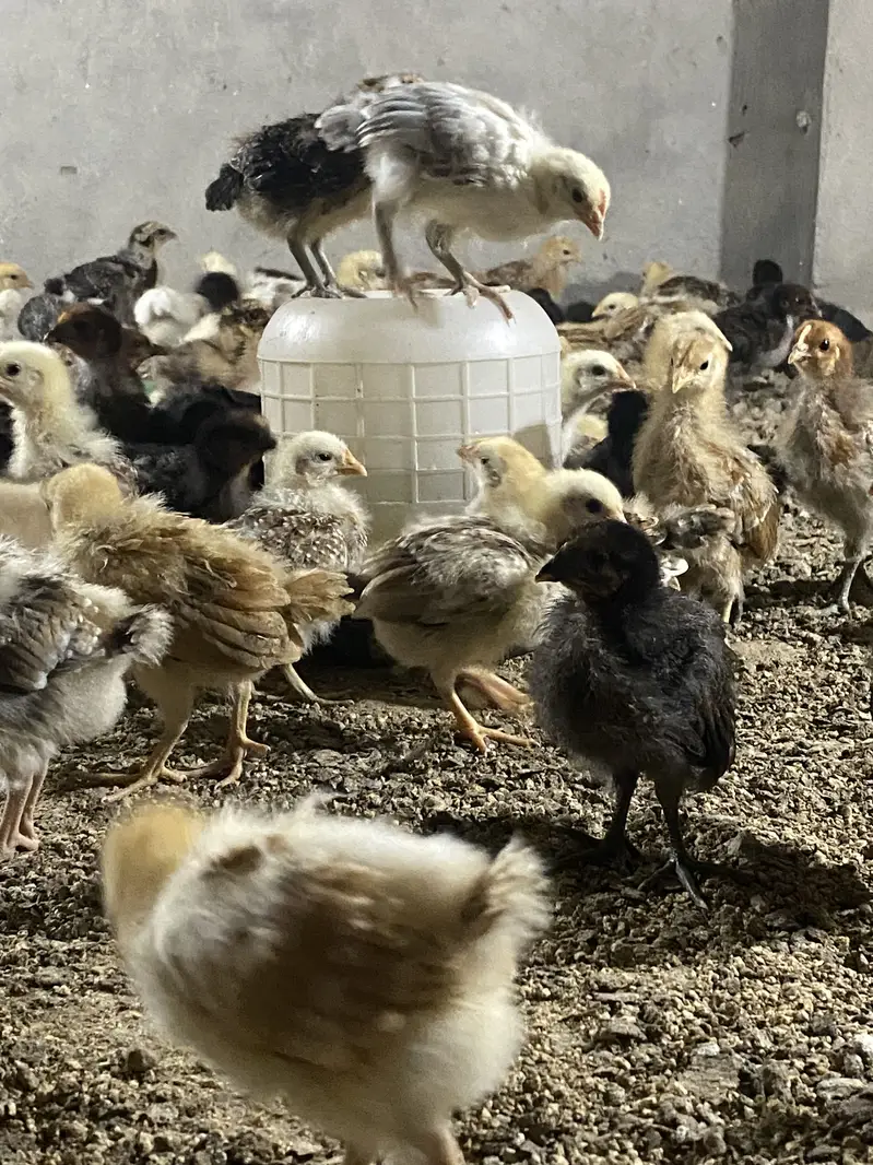 Golden misri chicks — photo 5