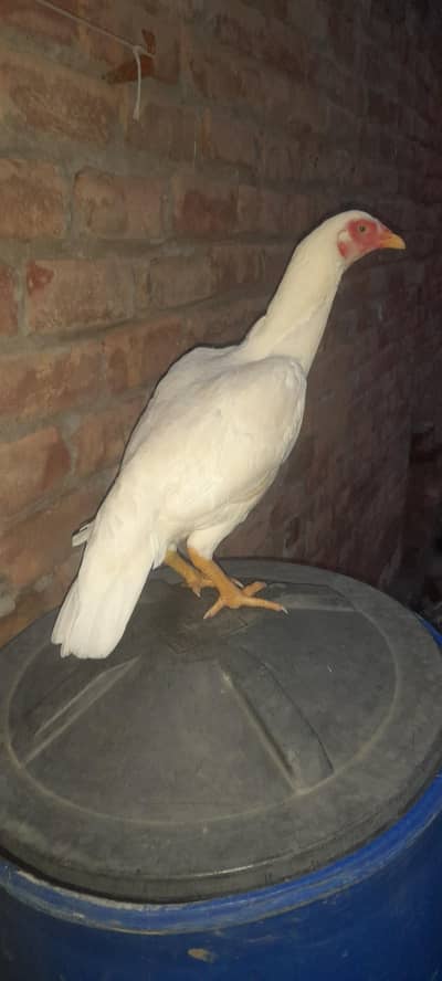 Paper White Aseel Hen Heera