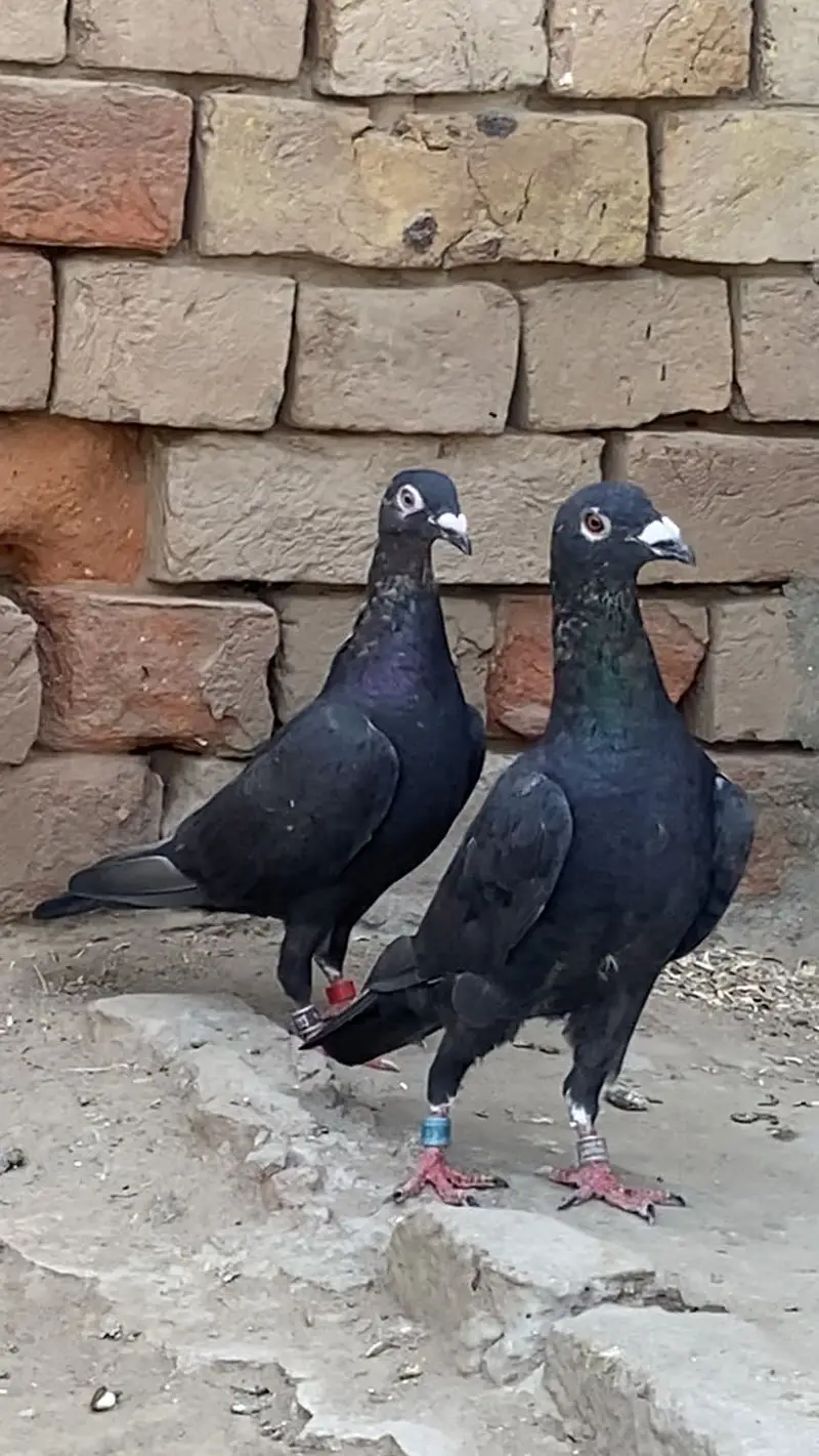 Jet Black Diamonds And Black Tiger. Chicks Booking! — photo 2