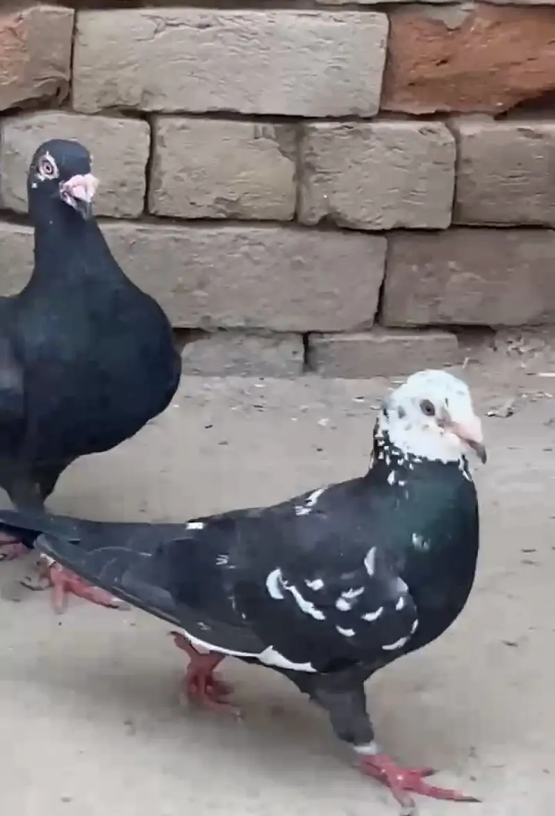 Jet Black Diamonds And Black Tiger. Chicks Booking! — photo 3