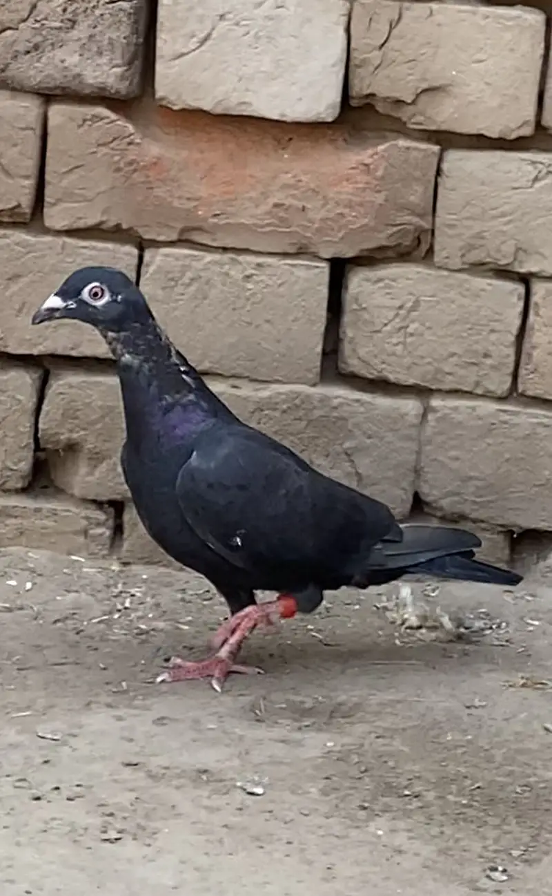 Jet Black Diamonds And Black Tiger. Chicks Booking! — photo 8