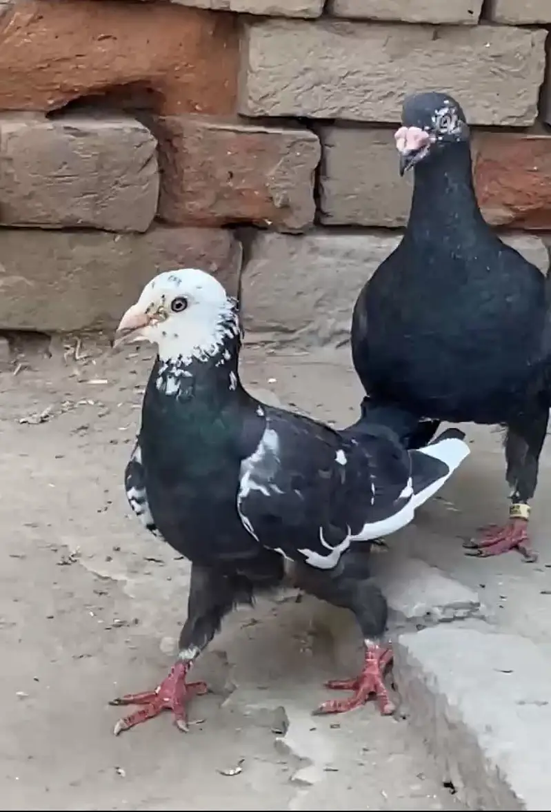 Jet Black Diamonds And Black Tiger. Chicks Booking! — photo 9