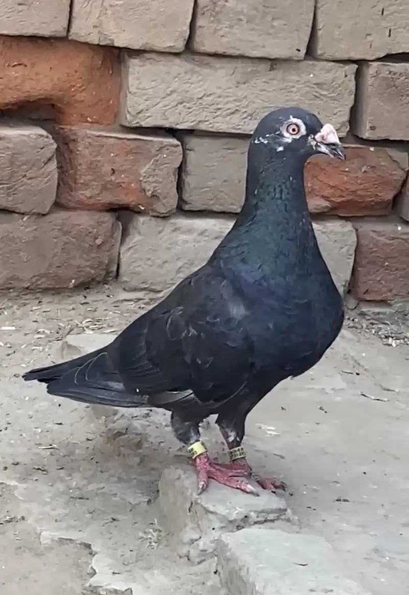 Jet Black Diamonds And Black Tiger. Chicks Booking! — photo 10