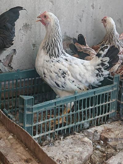 Statar Golden Misri Andy wali  females available