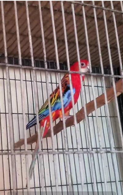 red rozeela pair or green ring neck