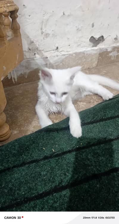 seami Persian cat for sale