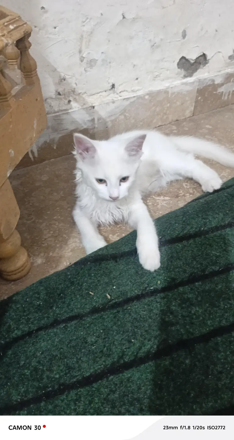 seami Persian cat for sale — photo 2