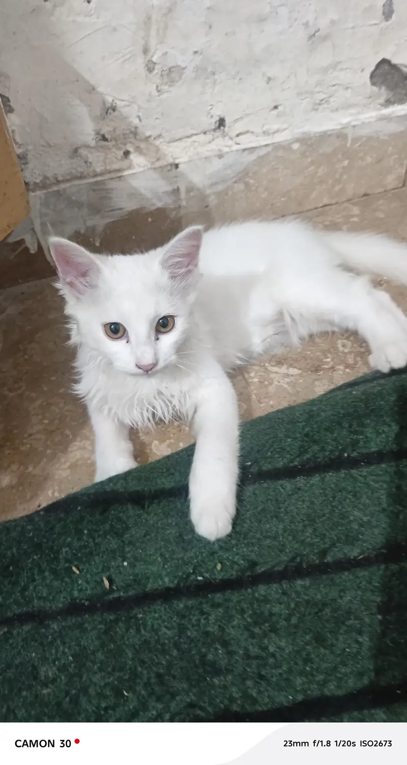 seami Persian cat for sale — photo 3
