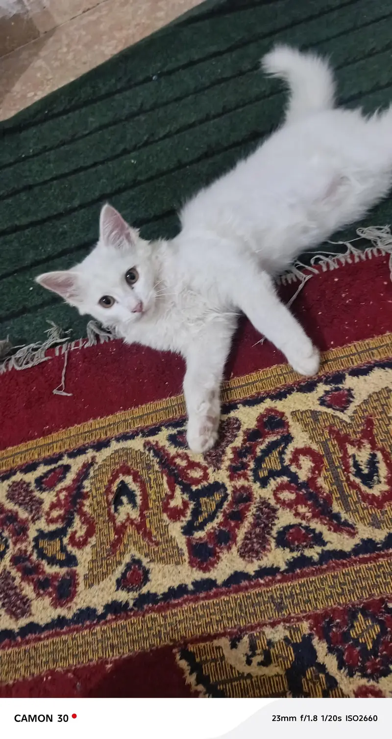 seami Persian cat for sale — photo 4
