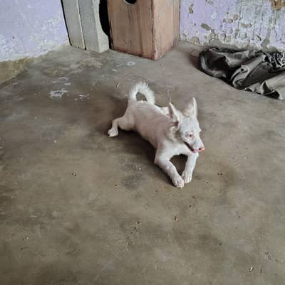 Russian puppy