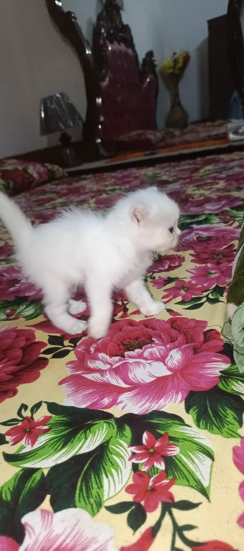 cat  1
