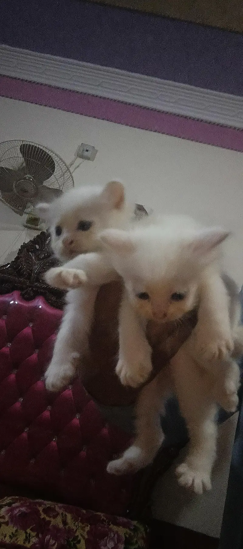 cat  — photo 3